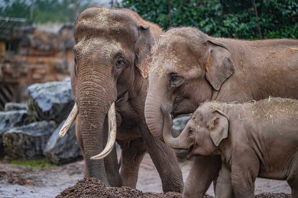 Elefantes asiáticos en el zoológico de Chester