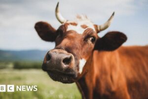 Cambio climático: Bill Gates respalda una empresa emergente australiana que busca aplicaciones para vacas